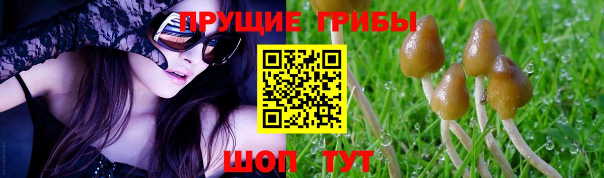 Псилоцибиновые грибы Psilocybe Канск